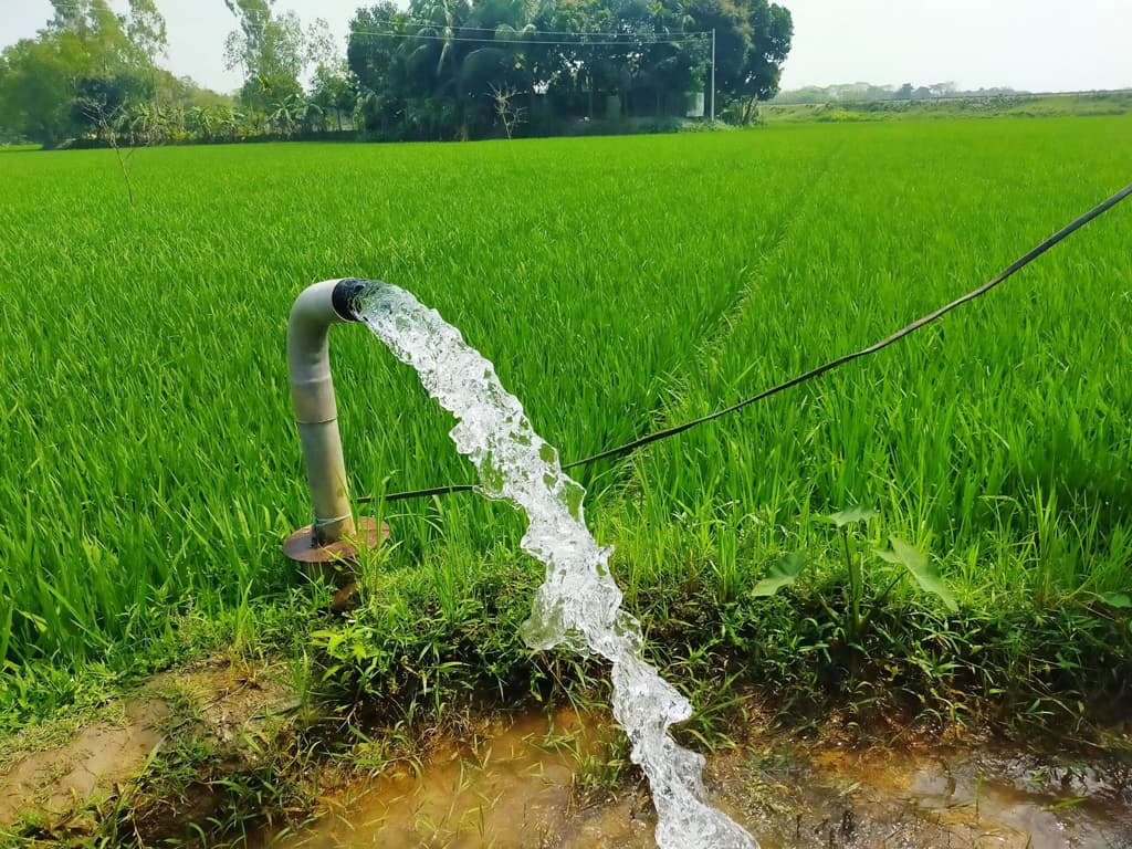 তাপপ্রবাহে ধানের জমিতে পানি ধরে রাখার পরামর্শ