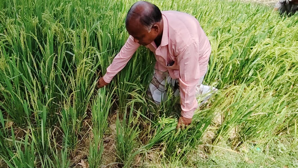 বিদ্যুতের অভাবে সেচকাজ ব্যাহত, দুশ্চিন্তায় দিনাজপুরের বোরো চাষিরা