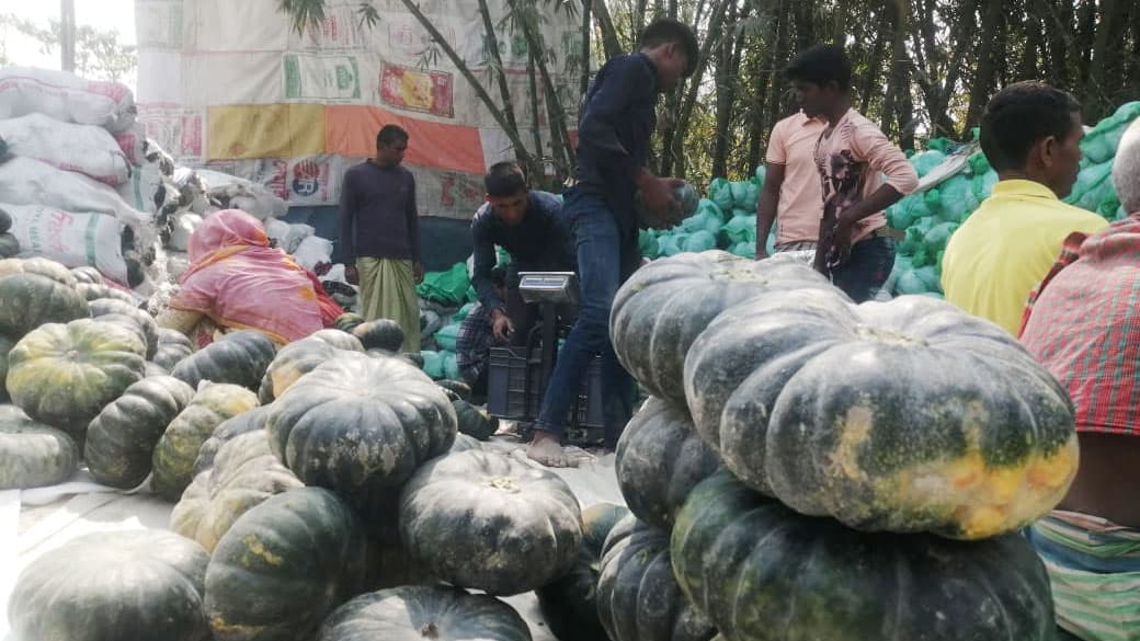 তিস্তার চরের কুমড়া যাচ্ছে মালয়েশিয়া-সিঙ্গাপুরে