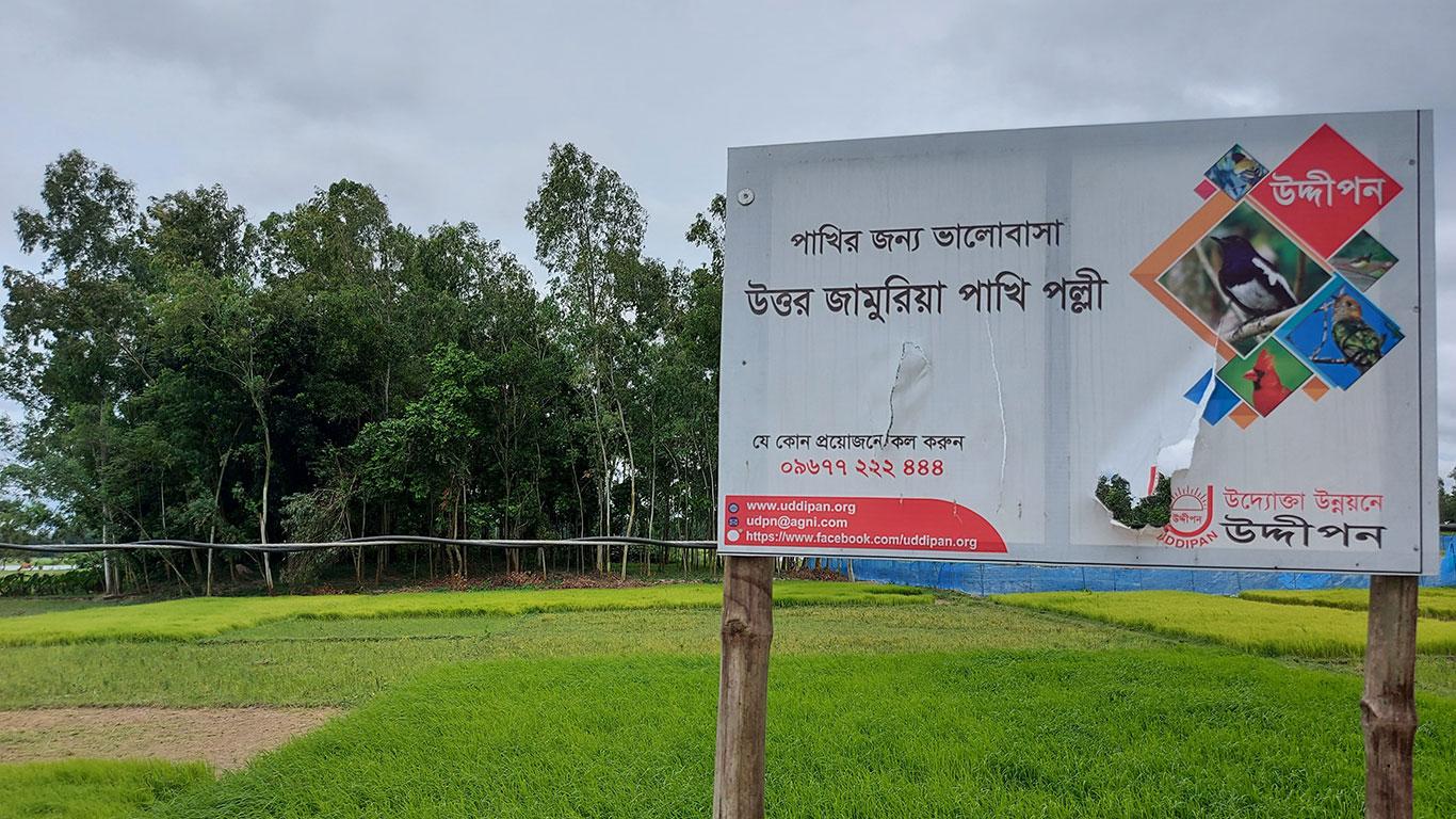 পাখির জন্য ভালোবাসা