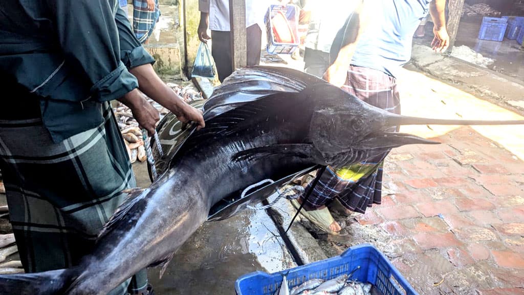 এক পাখি মাছের ওজন ৪৬ কেজি, বিক্রি হলো ৯ হাজার টাকায়