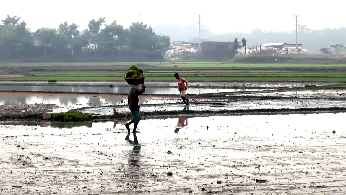 কুয়াশায় ফসল নষ্টের শঙ্কা