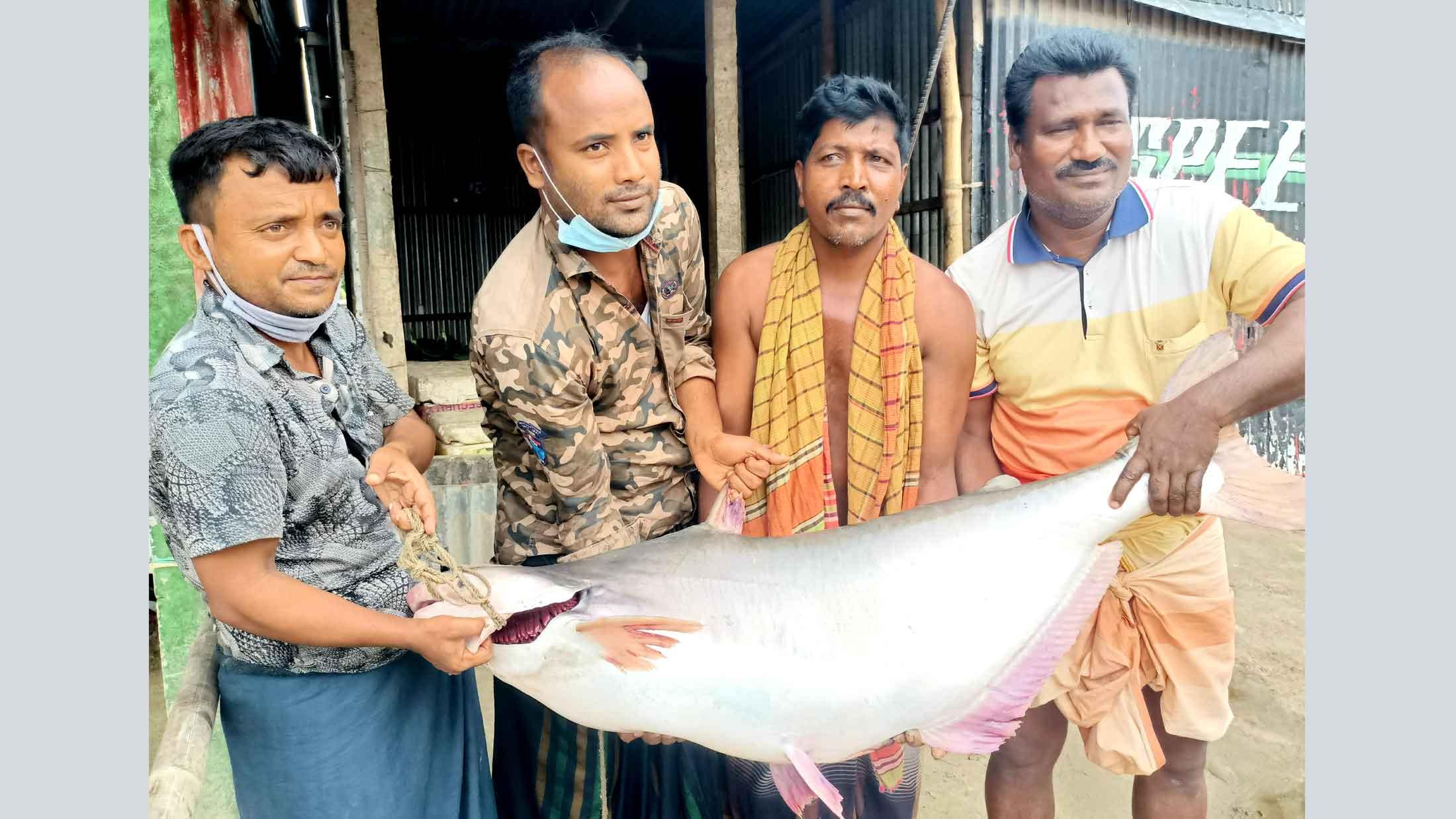 ২৬ কেজির পদ্মার পাঙ্গাশ, ৩৯ হাজার টাকায় বিক্রি