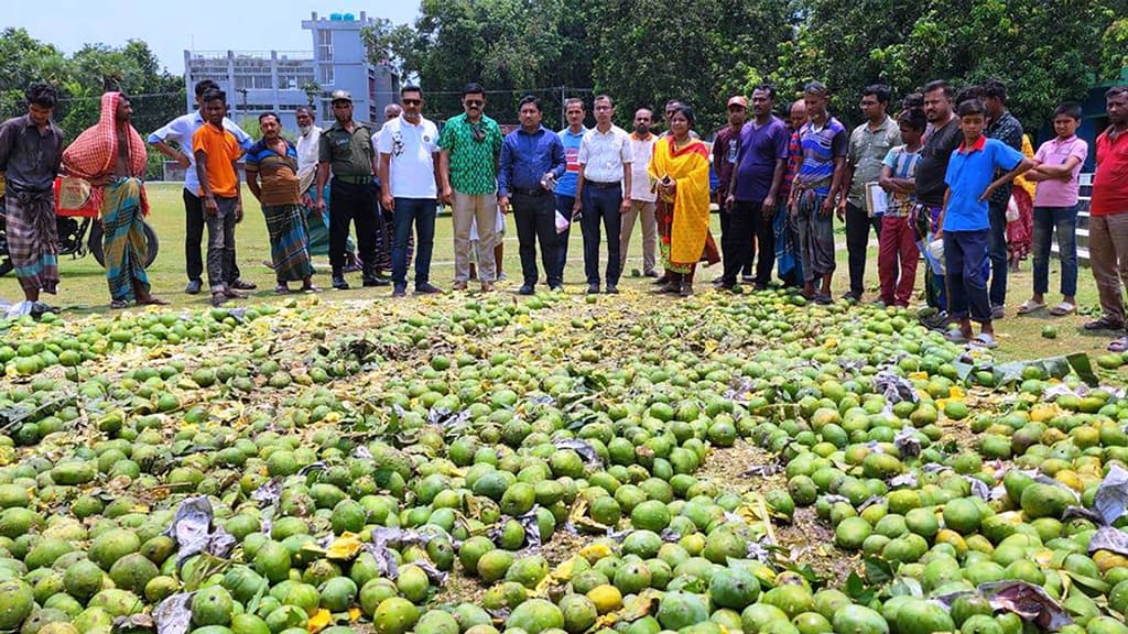 দেবহাটায় ১২ দিনে নষ্ট করা হলো রাসায়নিক মেশানো ১৫ মেট্রিক টন আম 