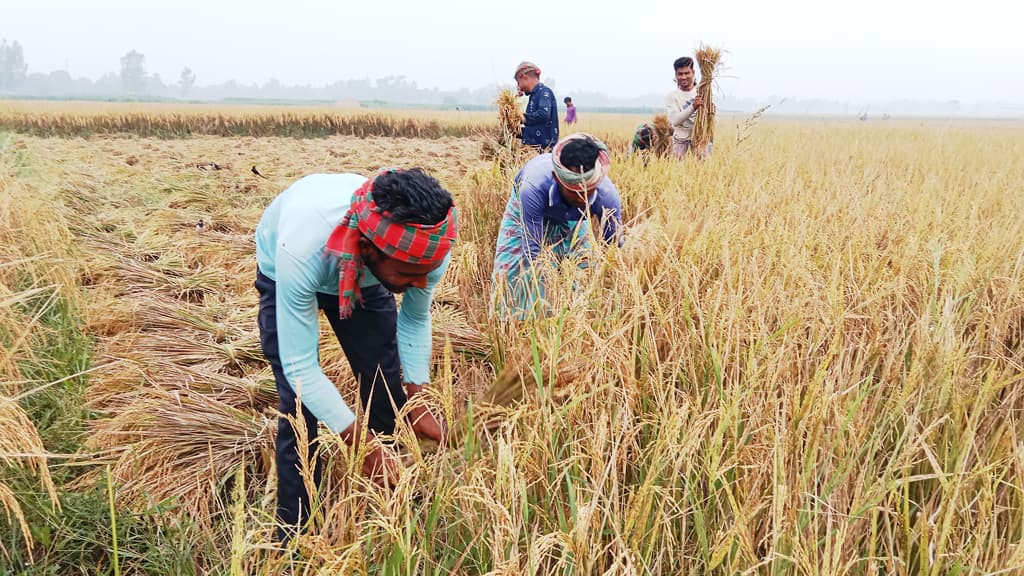 দিনের ছবি (০৩ জুন, ২০২৩)