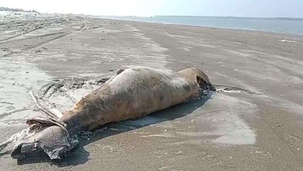 কুয়াকাটা সৈকতে ভেসে এল মৃত ডলফিন