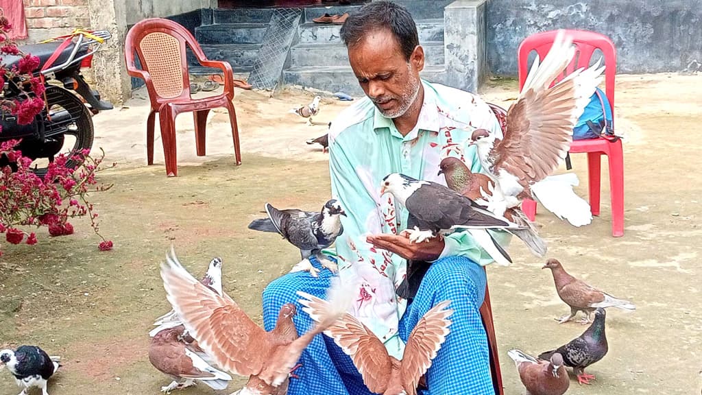 শিকার ছেড়ে কবুতর পালন