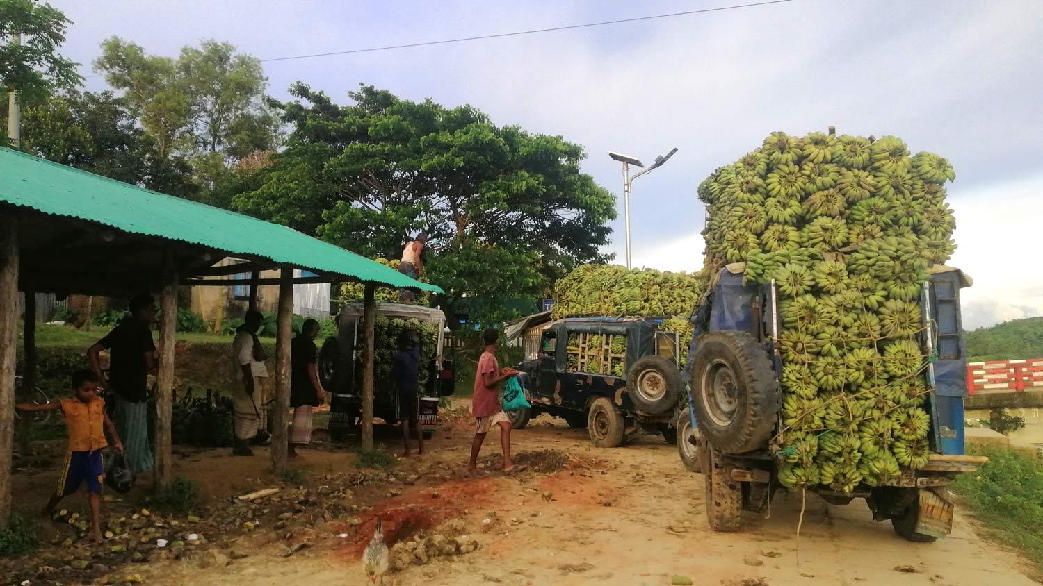 পাহাড়ে বাড়ছে কলা চাষ