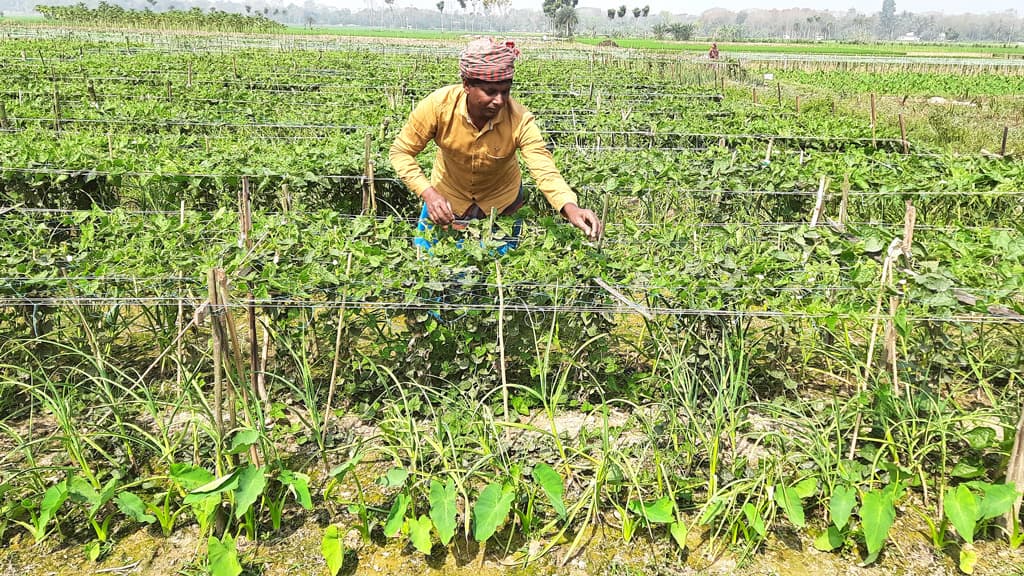 সাথি ফসলে লাভবান কৃষক