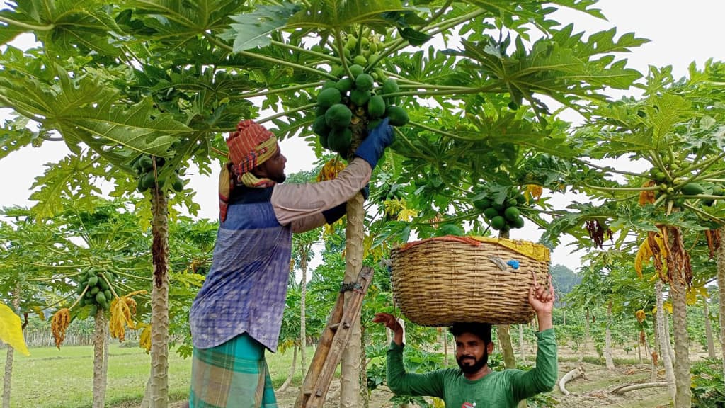 পেঁপে চাষে হাসি কৃষকের