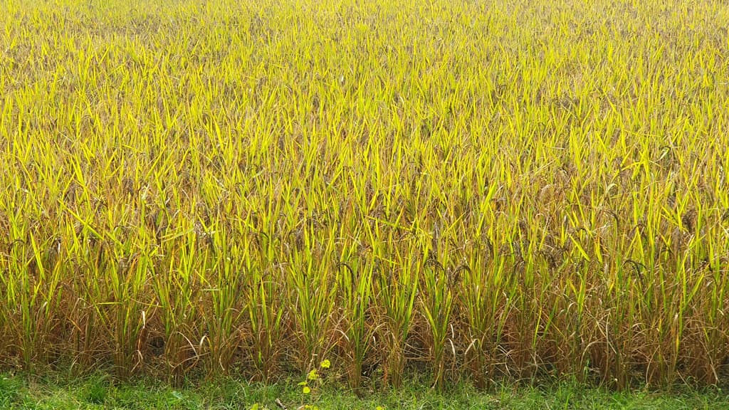 ইউটিউব দেখে ‘ব্ল্যাক রাইস’ চাষ করে সফল রন্টি