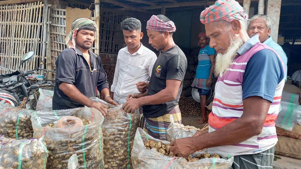 বিরামপুরে কচুর মুখির ফলন ভালো, ন্যায্যদামে খুশি কৃষক