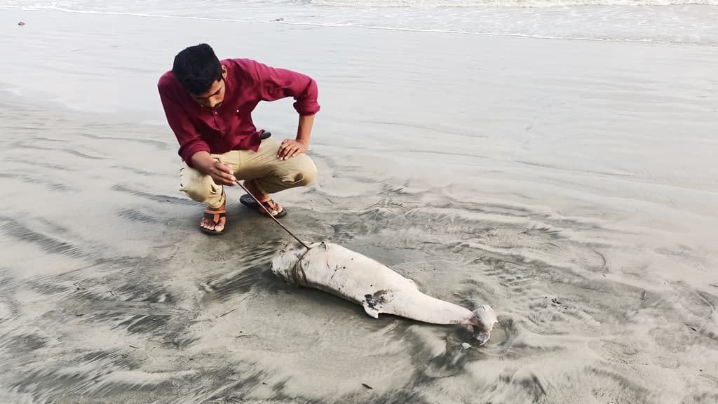 কুয়াকাটা সৈকতে ভেসে এল মৃত ইরাবতী ডলফিন