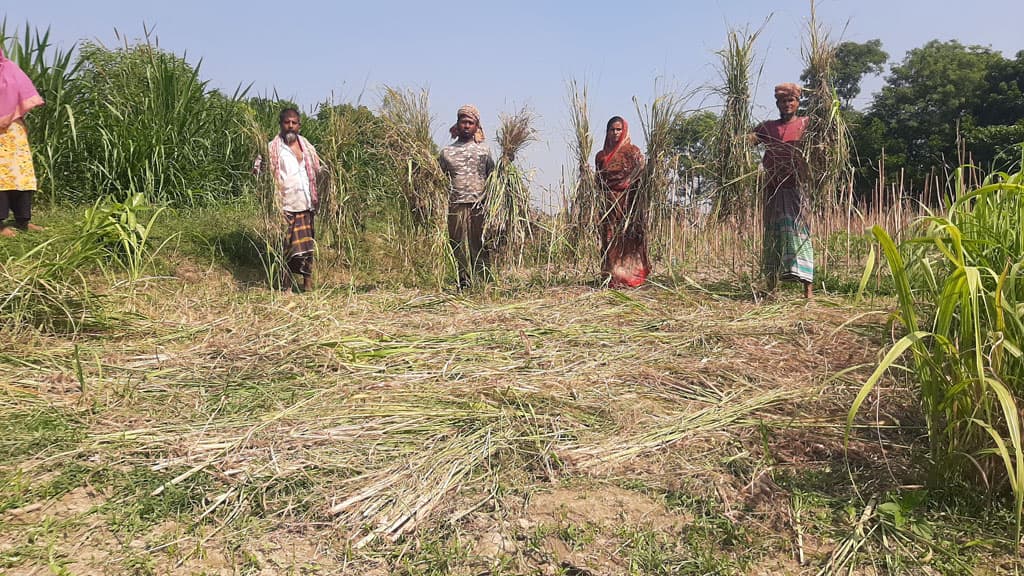 আখের চারা কেটে দিল দুর্বৃত্তরা