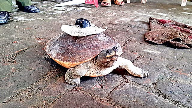 দিঘলিয়ায় জেলের জালে ডিভাইসসহ কচ্ছপ!