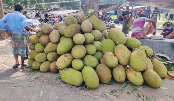 কাঁঠালের কম ফলনে খুশি চাষি