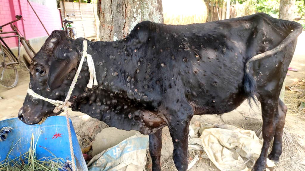 লাম্পি স্কিন রোগে মারা যাচ্ছে গরু, চিকিৎসায় নেই পর্যাপ্ত ভ্যাকসিন