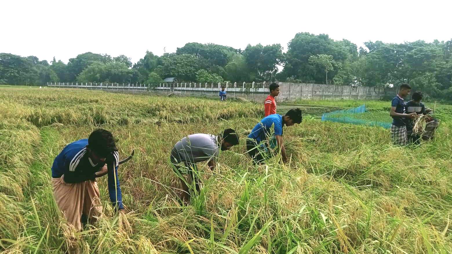 দরিদ্রদের ঈদ আনন্দ দিতে ধান কাটছেন শিক্ষার্থীরা