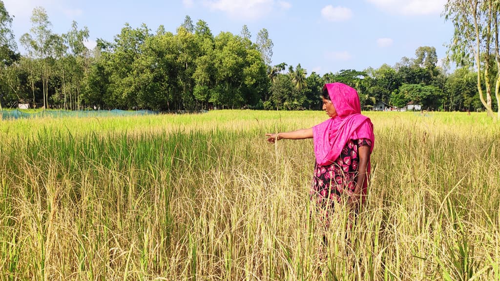 বিষ দিয়ে ৮০ শতাংশ জমির আমন ধান নষ্ট