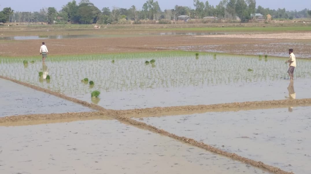 বোরোর চাষ বেড়েছে