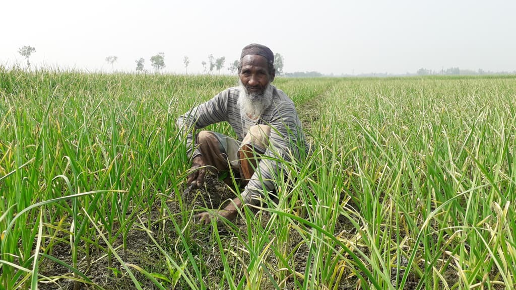 কাঙ্ক্ষিত দাম নেই, রসুন চাষ কমেছে ১৭ শতাংশ