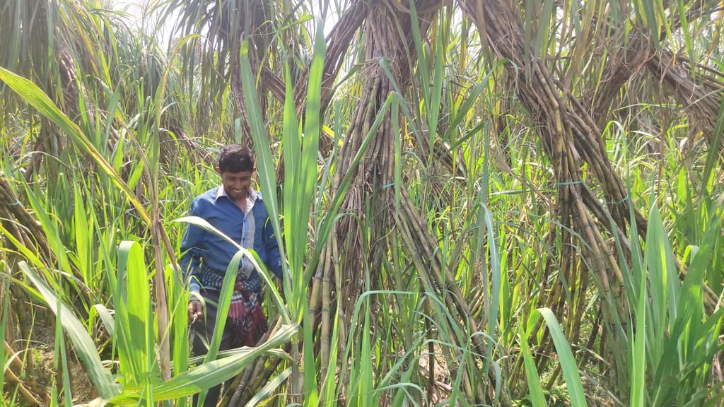 দিনমজুর থেকে স্বাবলম্বী