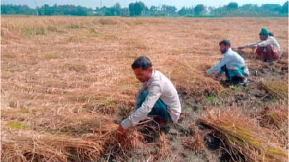 খোকসায় আমন তোলায় ব্যস্ত কৃষক