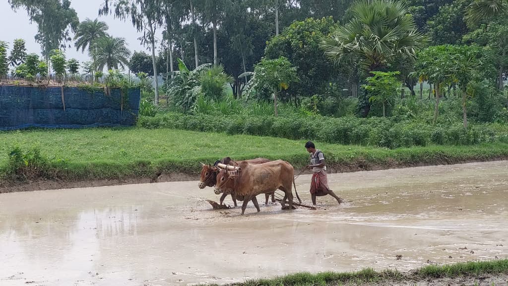 ধান রোপণে ব্যস্ত কৃষকেরা