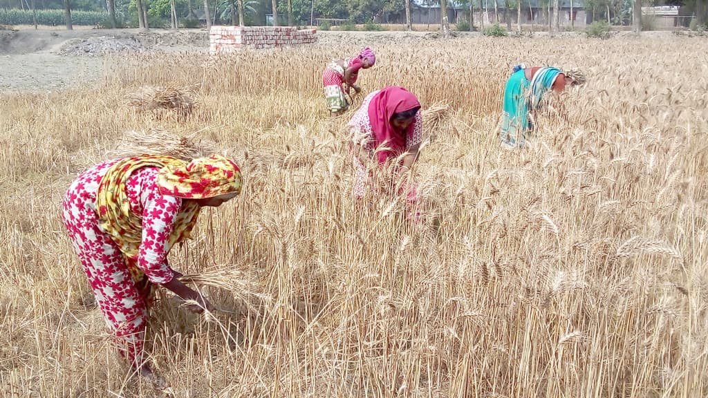 গম কাটায় ব্যস্ত কৃষক