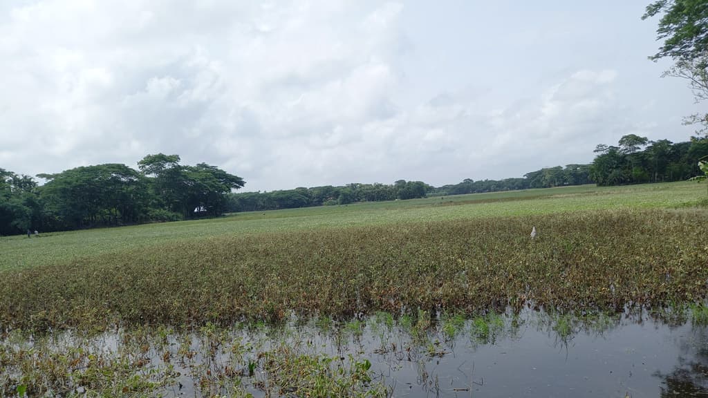 জলাবদ্ধতায় রবি শস্যের বড় ক্ষতি