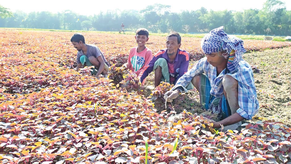 চরের জমিতে লালশাক চাষ করে লাভবান কৃষক