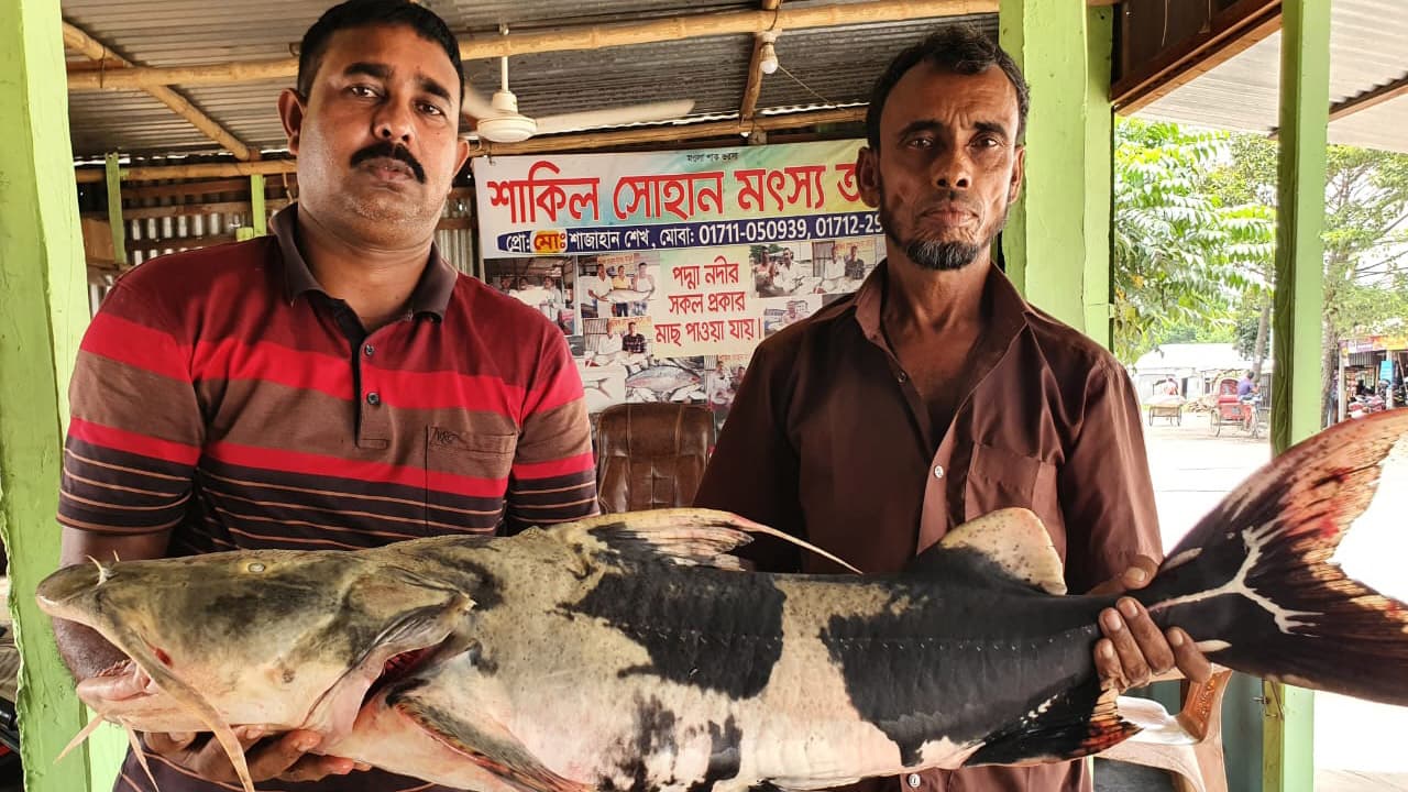 পদ্মায় ধরা পড়ল ১৮ কেজির বাগাড় মাছ