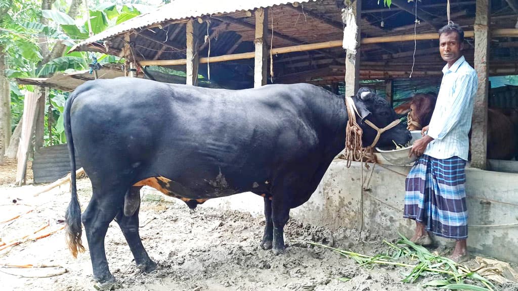 ১০ ফুট লম্বা আর ৬ ফুট উচ্চতার ‘কালা পাহাড়ের’ ওজন ৩০ মণ