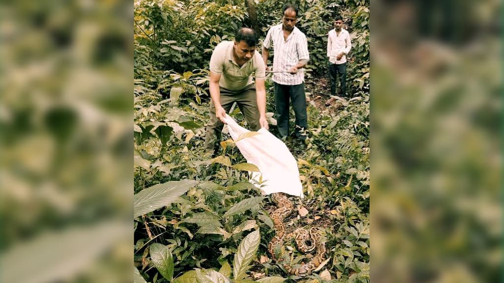 রাউজানে লোকালয় থেকে উদ্ধার হওয়া অজগর বনে অবমুক্ত 