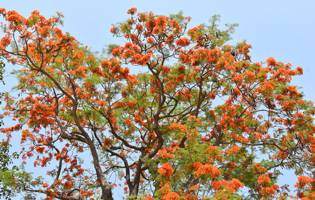 দিনের ছবি (২৫ এপ্রিল, ২০২৪)