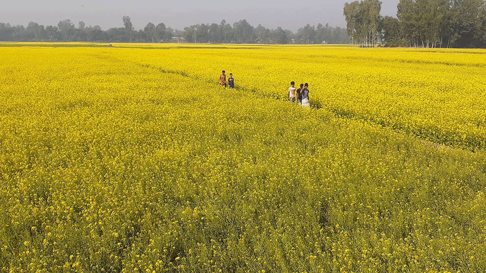 সরিষার ভালো ফলনের আশা