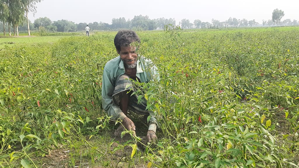 তেঁতুলিয়ায় মরিচখেতে পচন রোগে দুশ্চিন্তায় কৃষকেরা