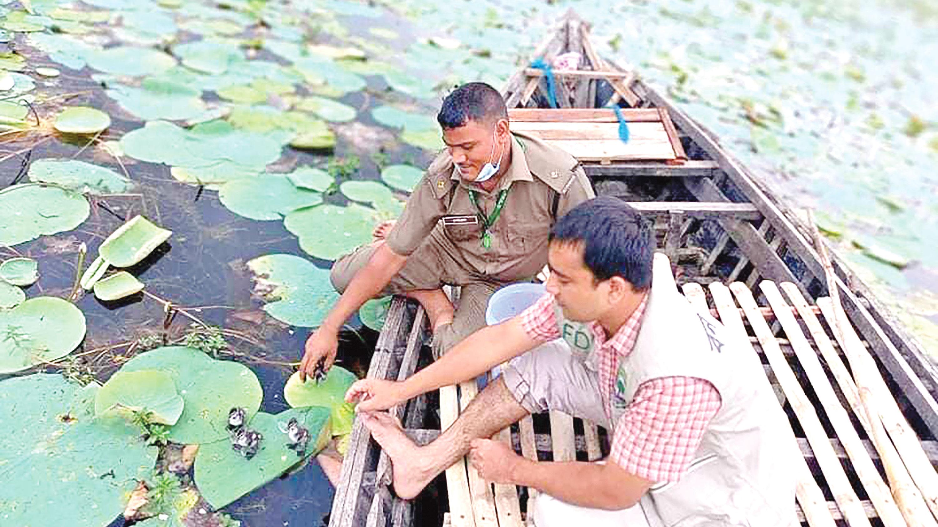 বালিহাঁসের ছানা   ফিরল বিলে