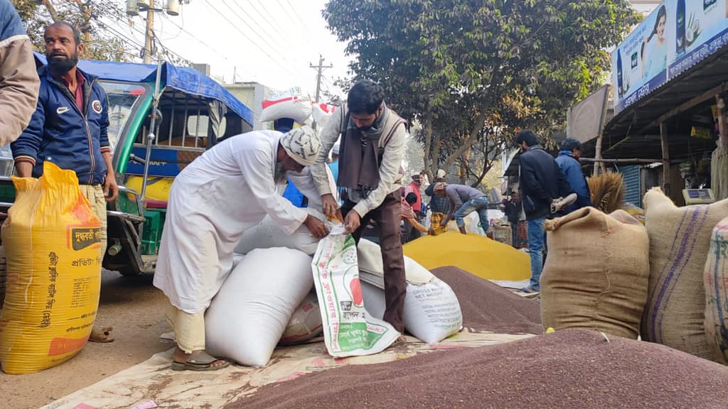 ভাঙ্গুড়ায় লক্ষ্যমাত্রার চেয়ে বেশি জমিতে সরিষার আবাদ