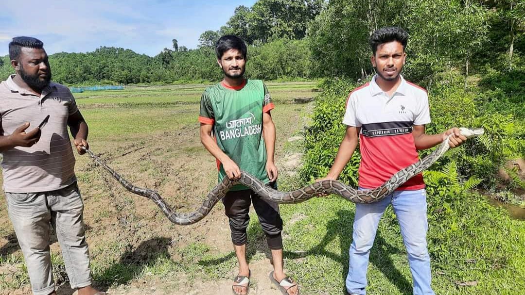 দুর্গাপুরে ১২ ফুট লম্বা অজগর সাপ উদ্ধার