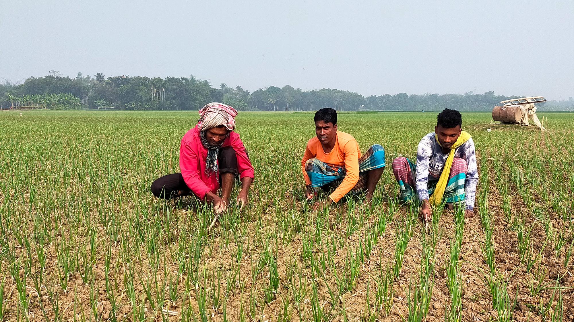 কুমারখালীতে লক্ষ্যমাত্রার চেয়ে বেশি পেঁয়াজের চাষ, পরিচর্যায় ব্যস্ত চাষিরা 