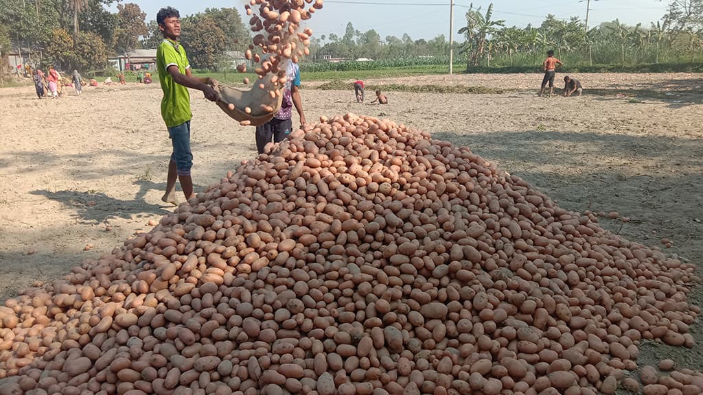 দাম বেশি থাকায় বিক্রি হয়ে যাচ্ছে খেতেই, আলু পাচ্ছে না কোল্ড স্টোরেজ