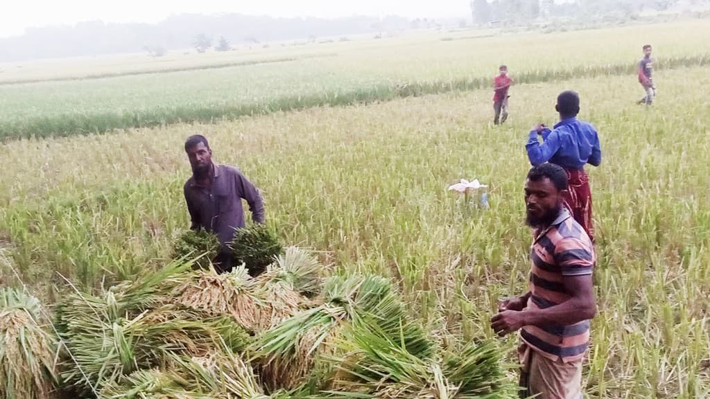 ‘আধাপাহা ধান না কাডলে আত্তি সাবাড় কইরা দিব’