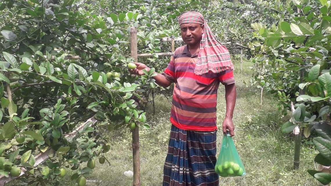 ভোটে হেরে গিয়ে লেবু চাষ বুলবুলের বাজিমাত