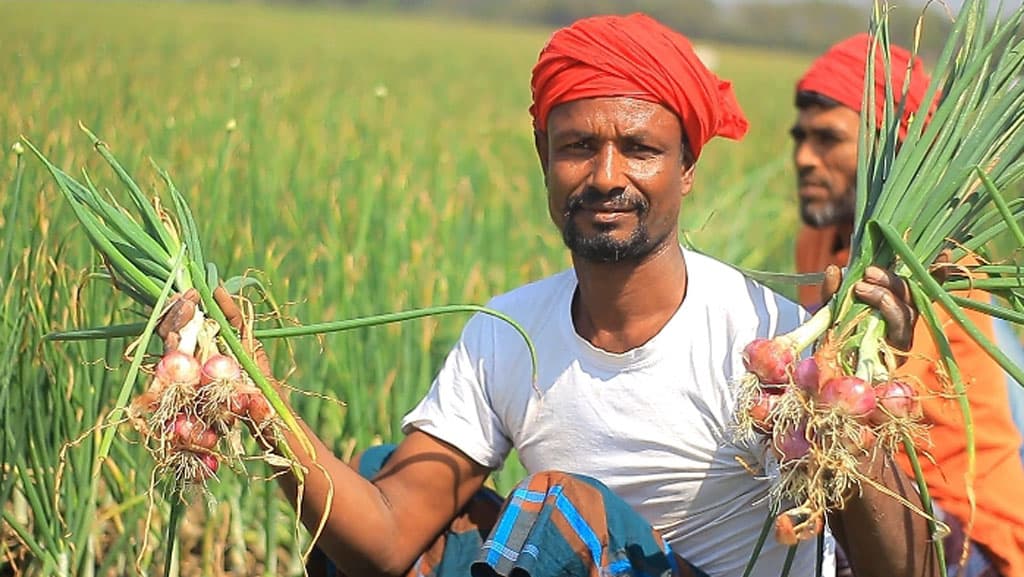 শঙ্কা ও বেশি লাভের আশায় বাজারে অপরিপক্ব পেঁয়াজ