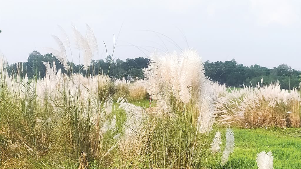 কাশফুলের হাতছানি