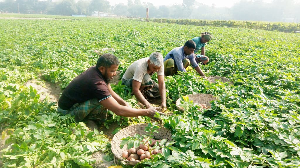 উৎপাদন খরচই উঠছে না