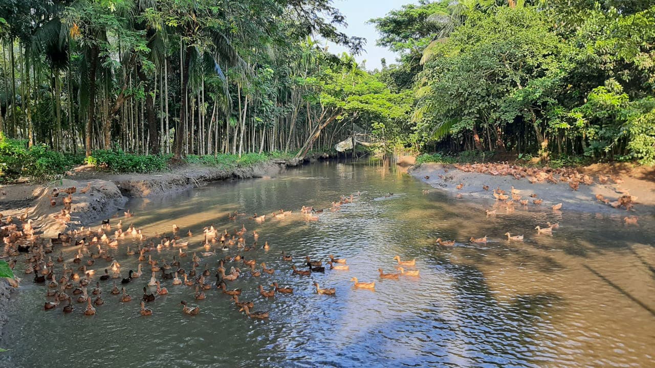 হাঁসের খামারে স্বাবলম্বী তাঁরা