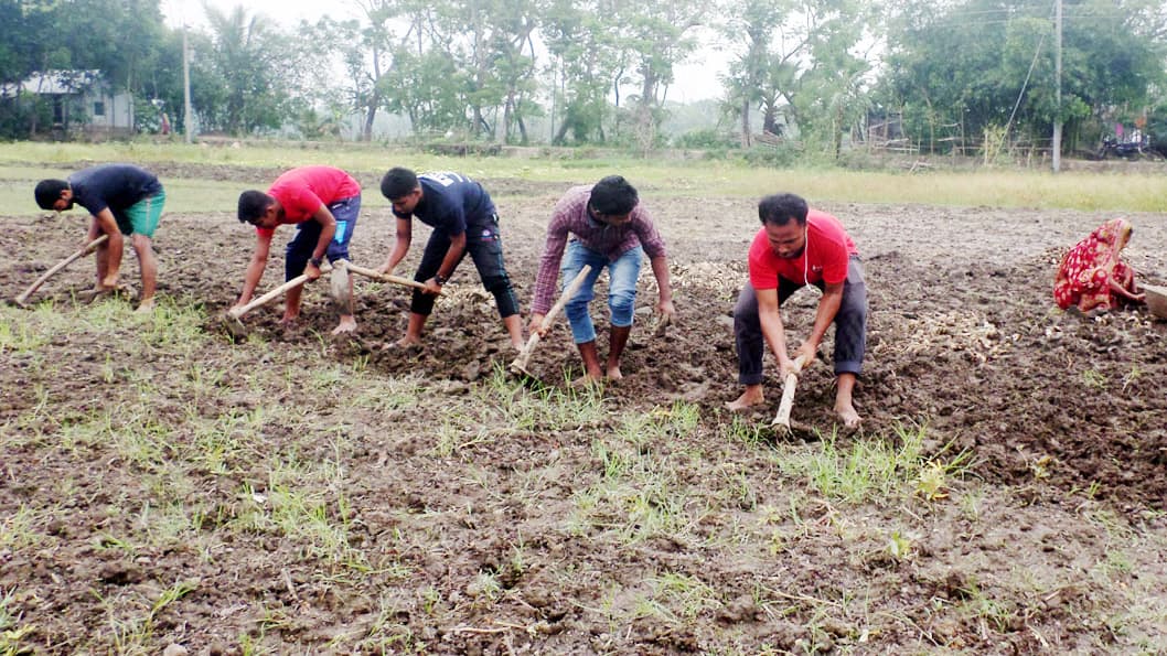 মিষ্টি আলুর বাম্পার ফলনে লাভবান কৃষকেরা