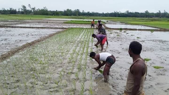 আমনের উৎপাদন খরচ নিয়ে হিমশিম কৃষক